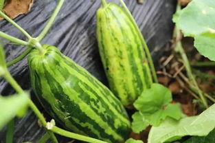 梦见瓜地里吃瓜什么意思,瓜地里吃瓜的寓意与象征